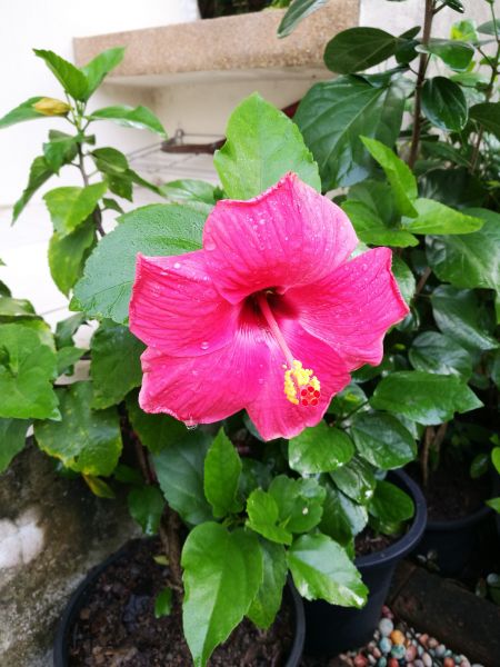 Hibiscus Planting in Plant City