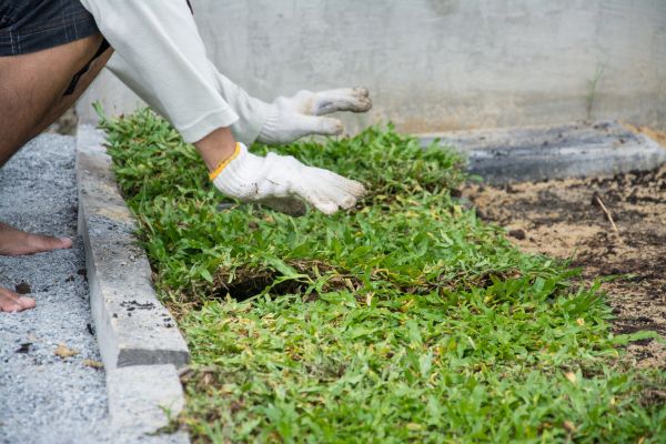 Ground Cover Planting in Plant City