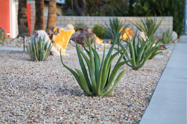 Drought Resistant Landscaping in Plant City