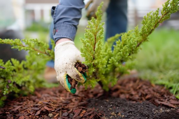 Church Mulching in Plant City