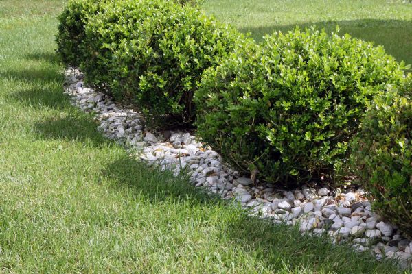 Boxwood Planting in Plant City