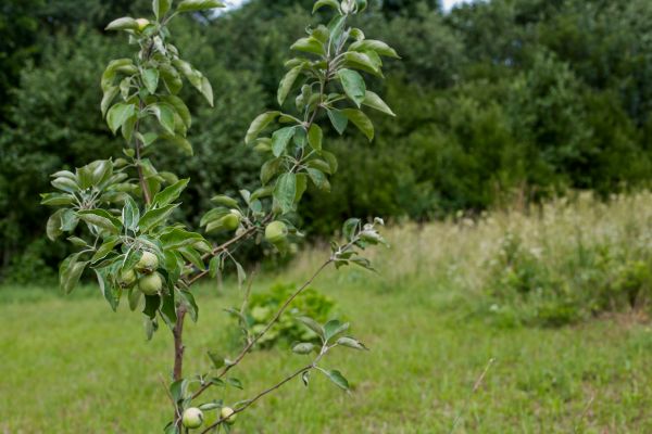 Apple Tree Planting in Plant City