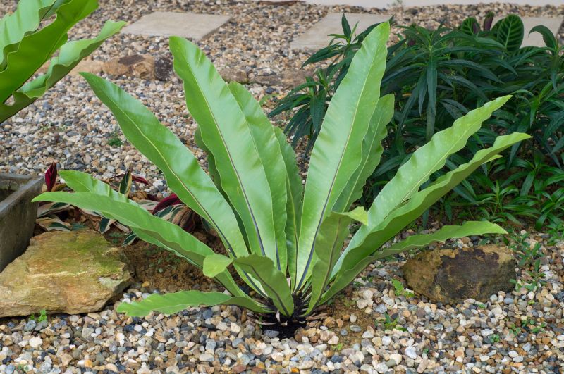 Pea Gravel Spreading