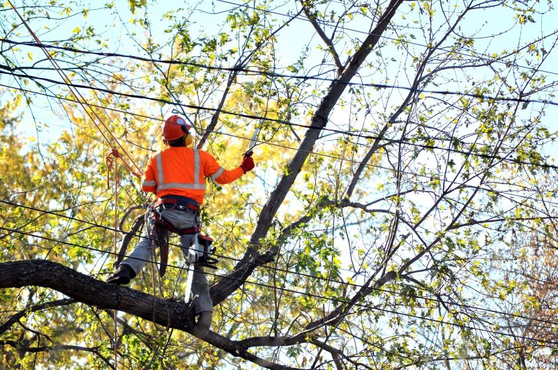 Tree Arborist Service